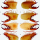 Illustration for article titled To Gaze into the Jaws of Camel Spiders Is to Gaze into the Jaws of Hell